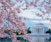 Fieldwork Photo Basics with Cherry Blossoms